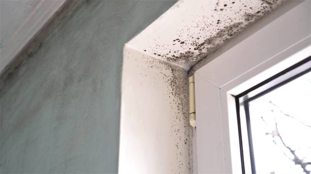 Best Localized Mold Remediation (e.g., coastal areas, humid climates) in Fitzgerald, GA