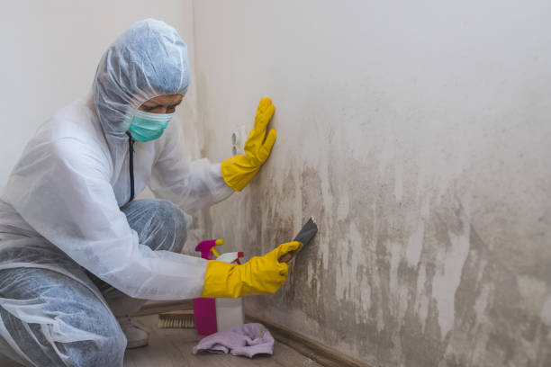 Best Preventive Mold Services in Fitzgerald, GA