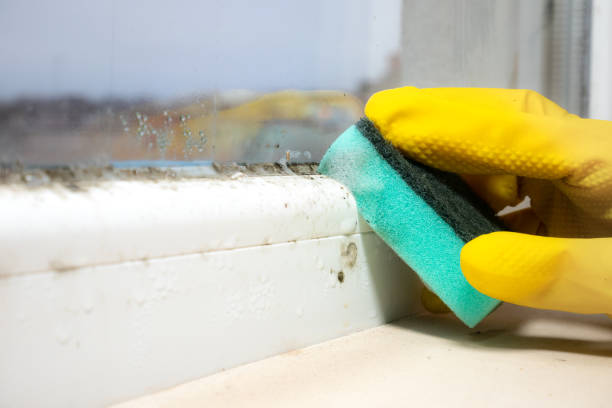 Best Commercial Mold Remediation in Fitzgerald, GA