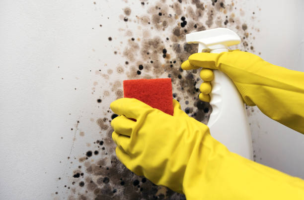 Best Attic Mold Remediation in Fitzgerald, GA