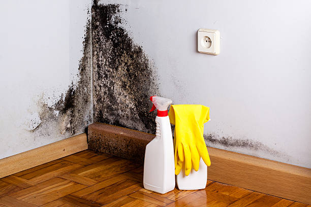 Best Bathroom Mold Remediation in Fitzgerald, GA