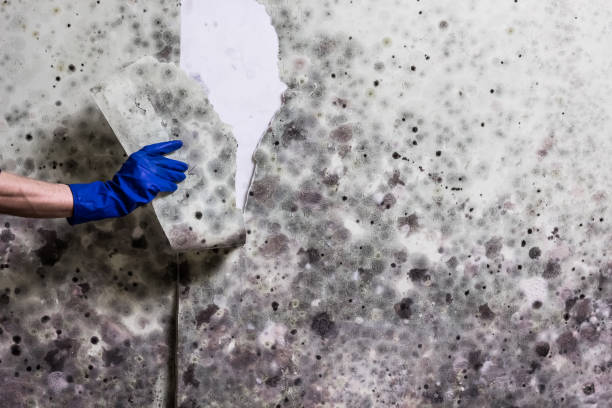 Best Residential Mold Remediation in Fitzgerald, GA